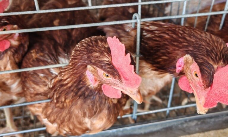 Limpopo woman builds farm with retirement savings