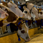 Foot-and-mouth outbreak in KZN could cost meat producers millions